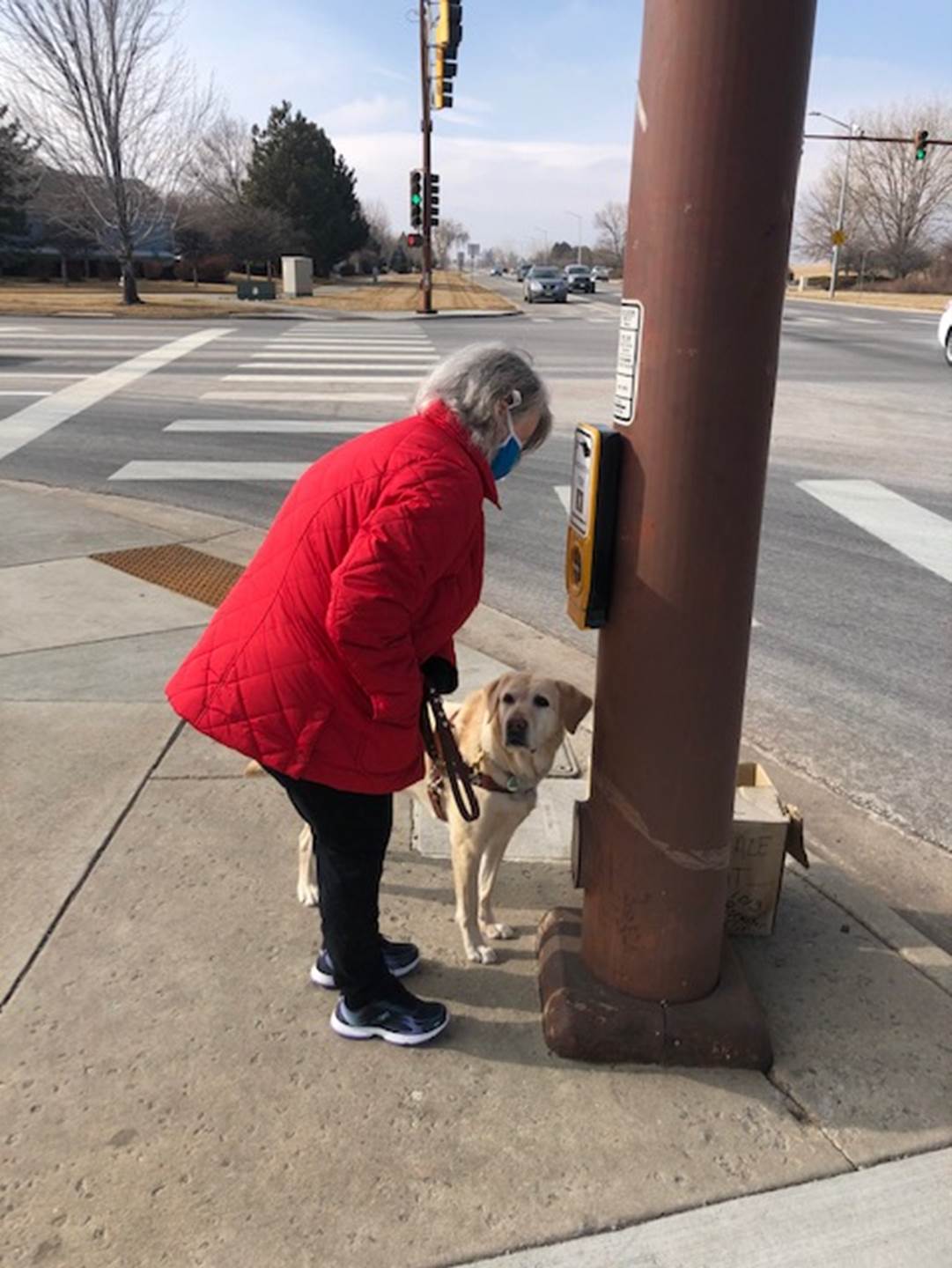 Sherry Gomes at the crosswalk with her Labrador, Shani. Sherry is a white woman with a red coat.